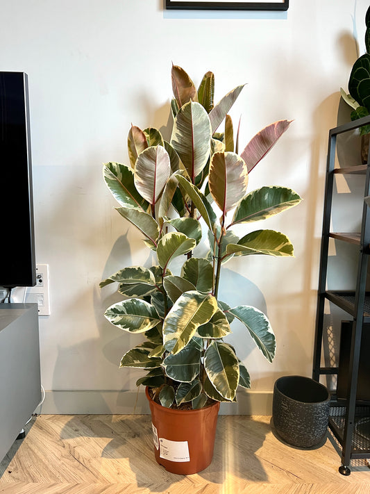 130cm Variegated Ficus Elastica (Rubber Tree)