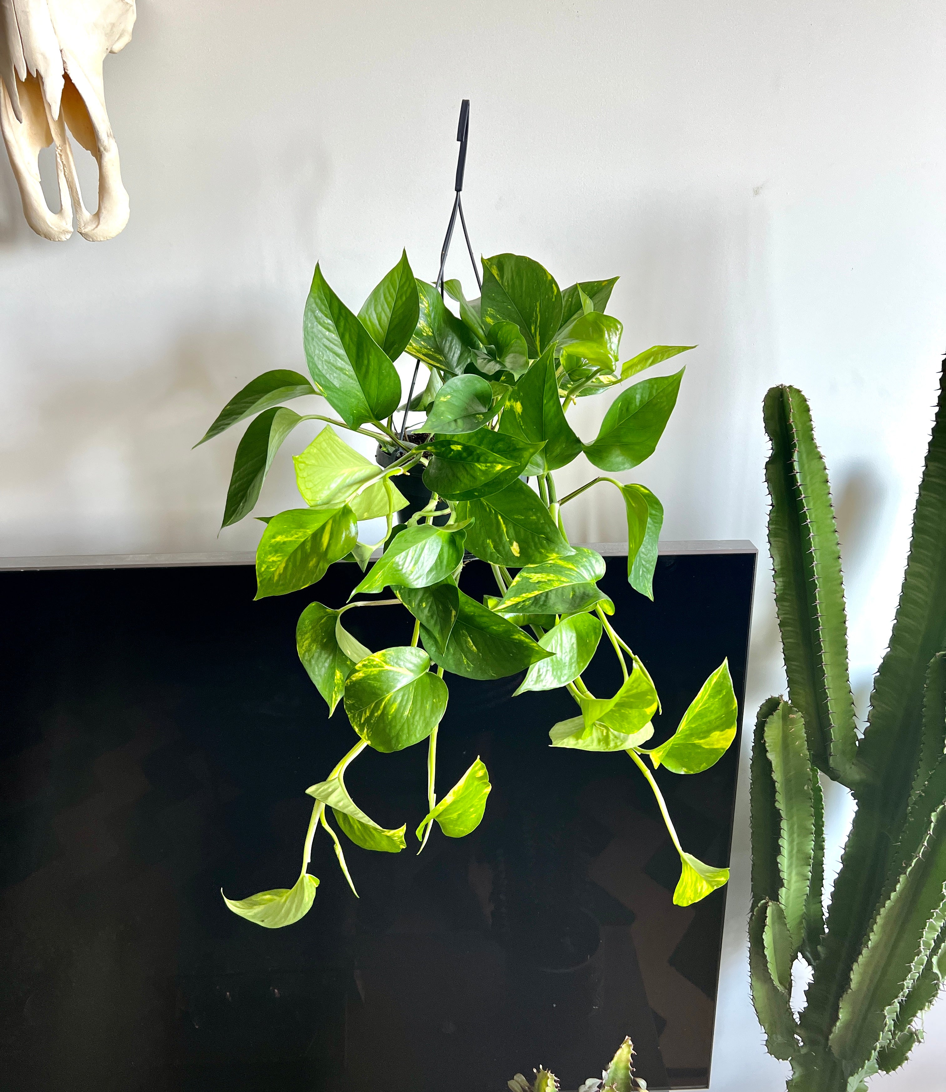 50cm Epipremnum Aureum (Devil’s Ivy) – Bristol Plant Man