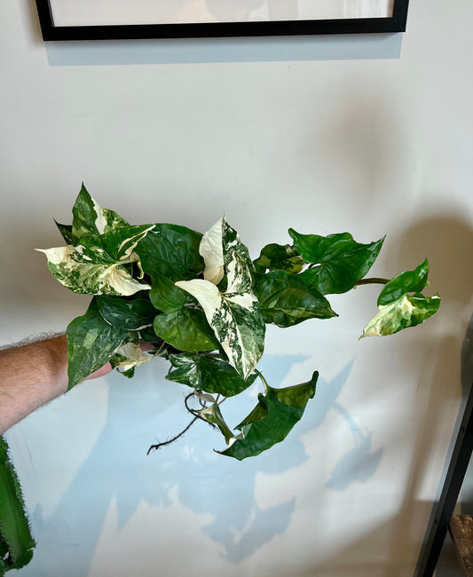 30cm Syngonium Albo Variegated