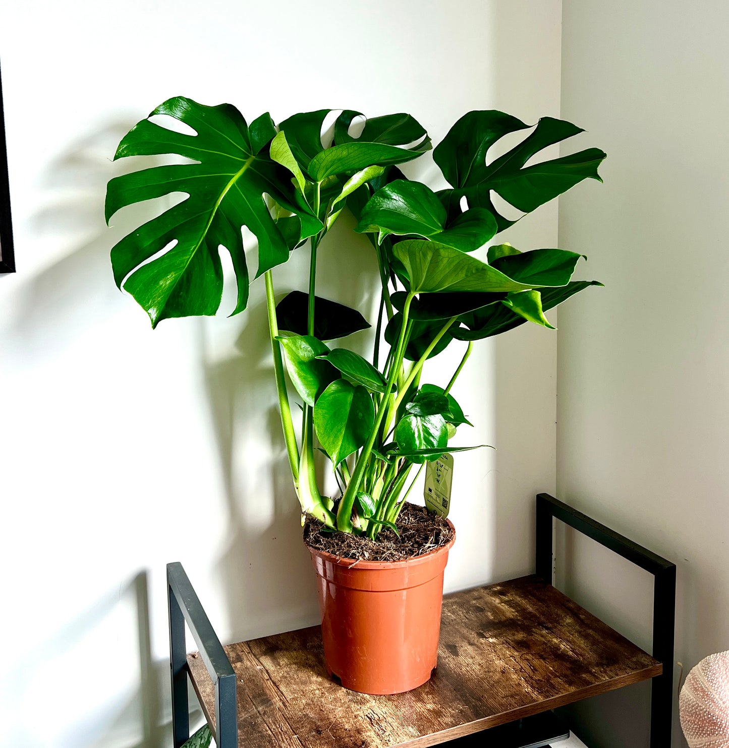 90cm Monstera Deliciosa (Swiss Cheese Plant) – Bristol Plant Man