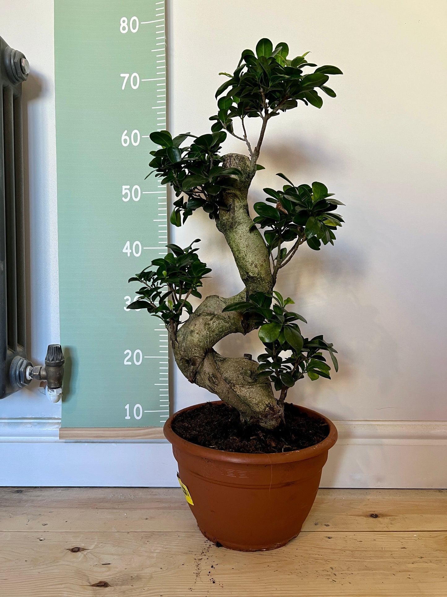 70cm Ficus Ginseng Bonsai Tree