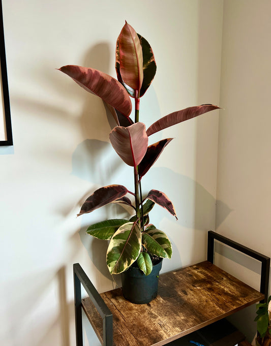 90cm Red Variegated Ficus Elastica Rubber Tree House Plant