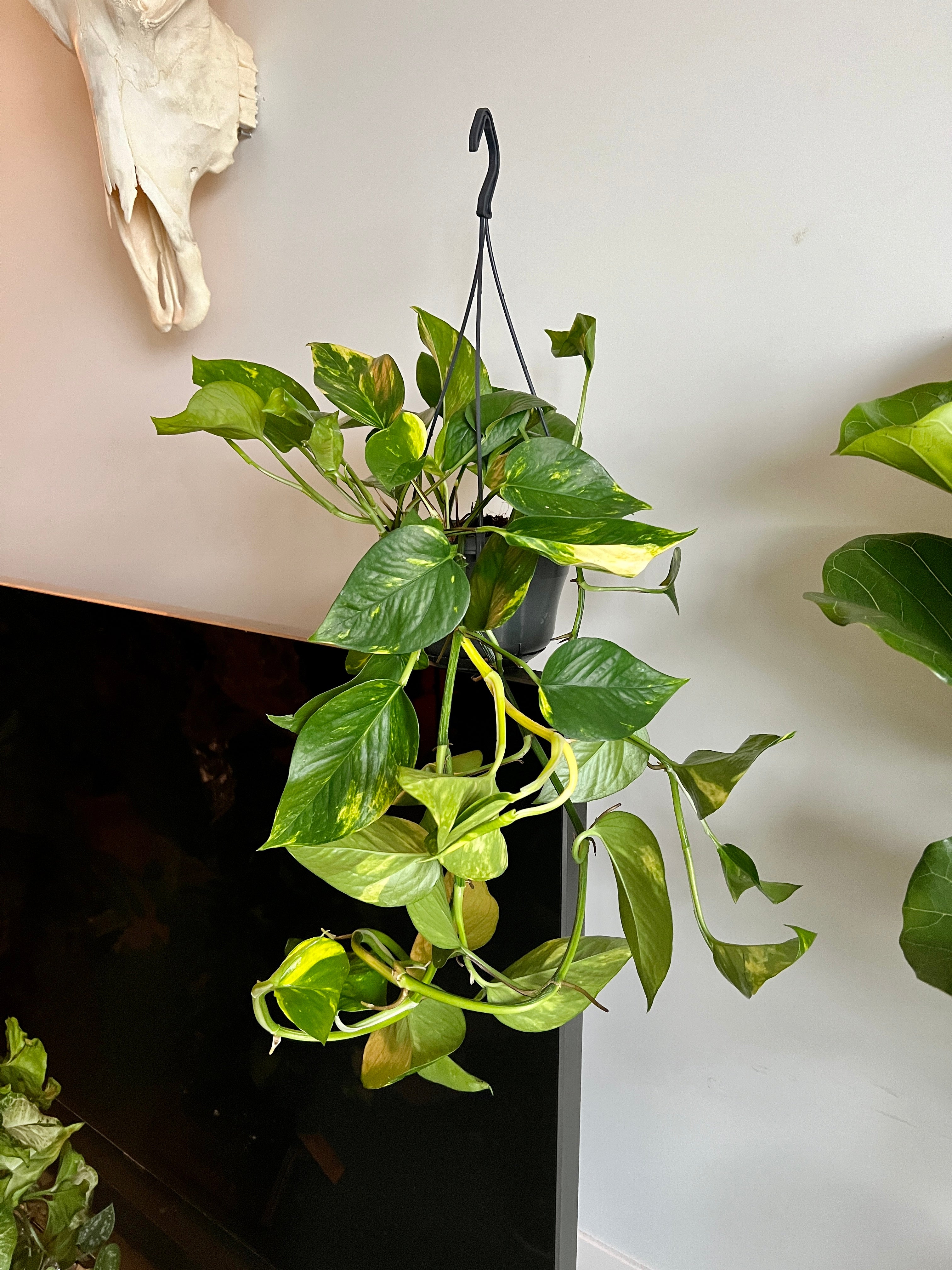 50cm Epipremnum Aureum (Devils Ivy) – Bristol Plant Man