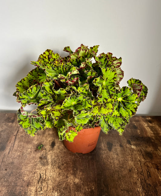 30cm Green Begonia Magic Colour