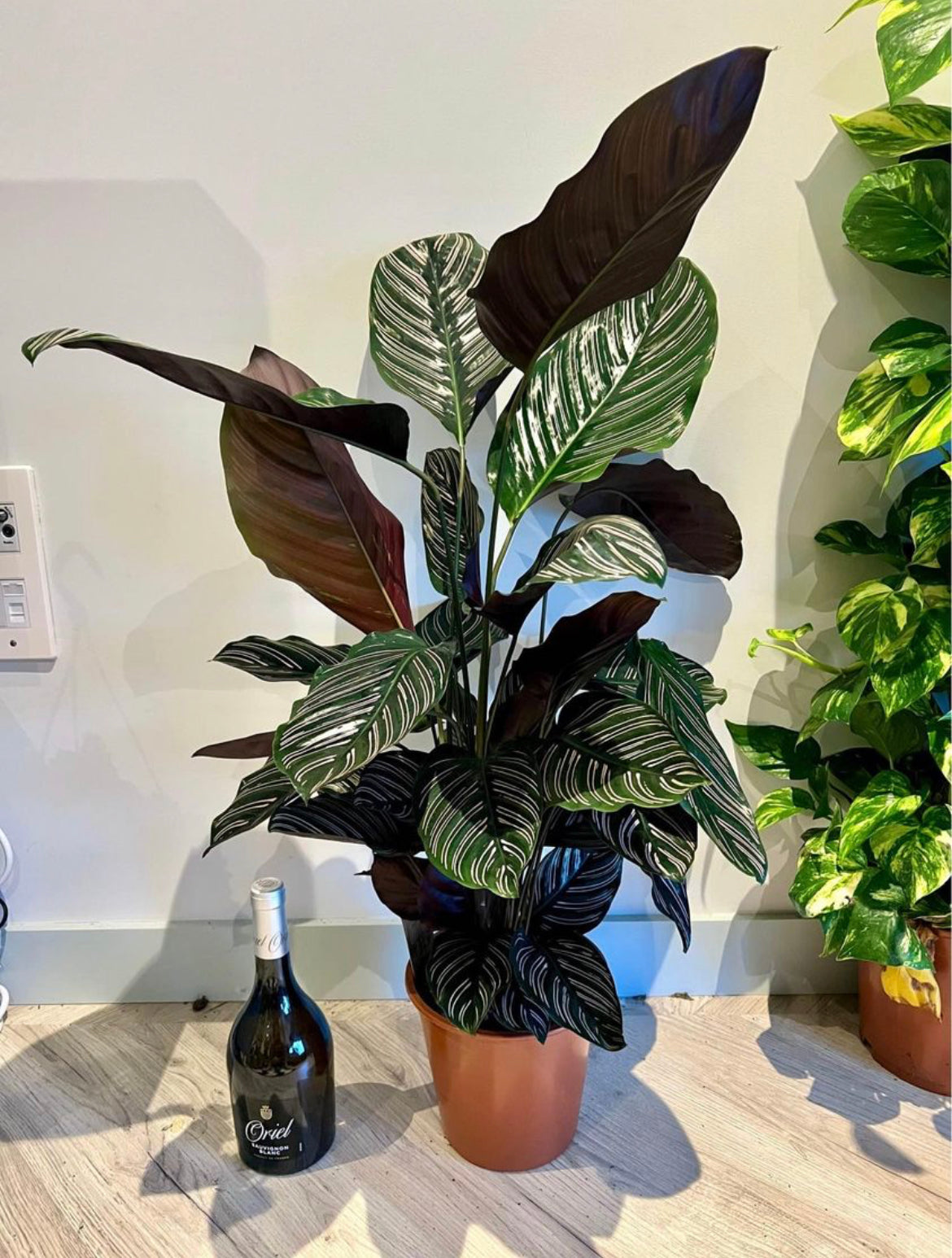 75cm Calathea Sanderiana