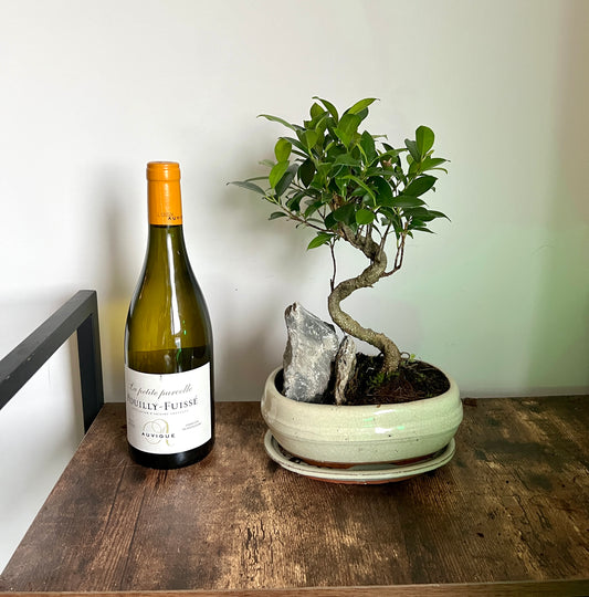 35cm Ficus Ginseng (Bonsai Tree) in Ceramic Dish