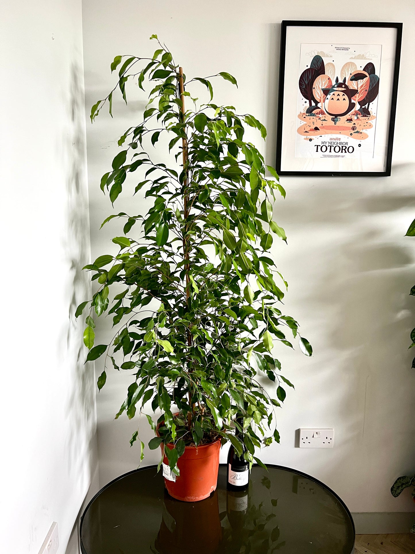 160cm Ficus Benjamina Exotica