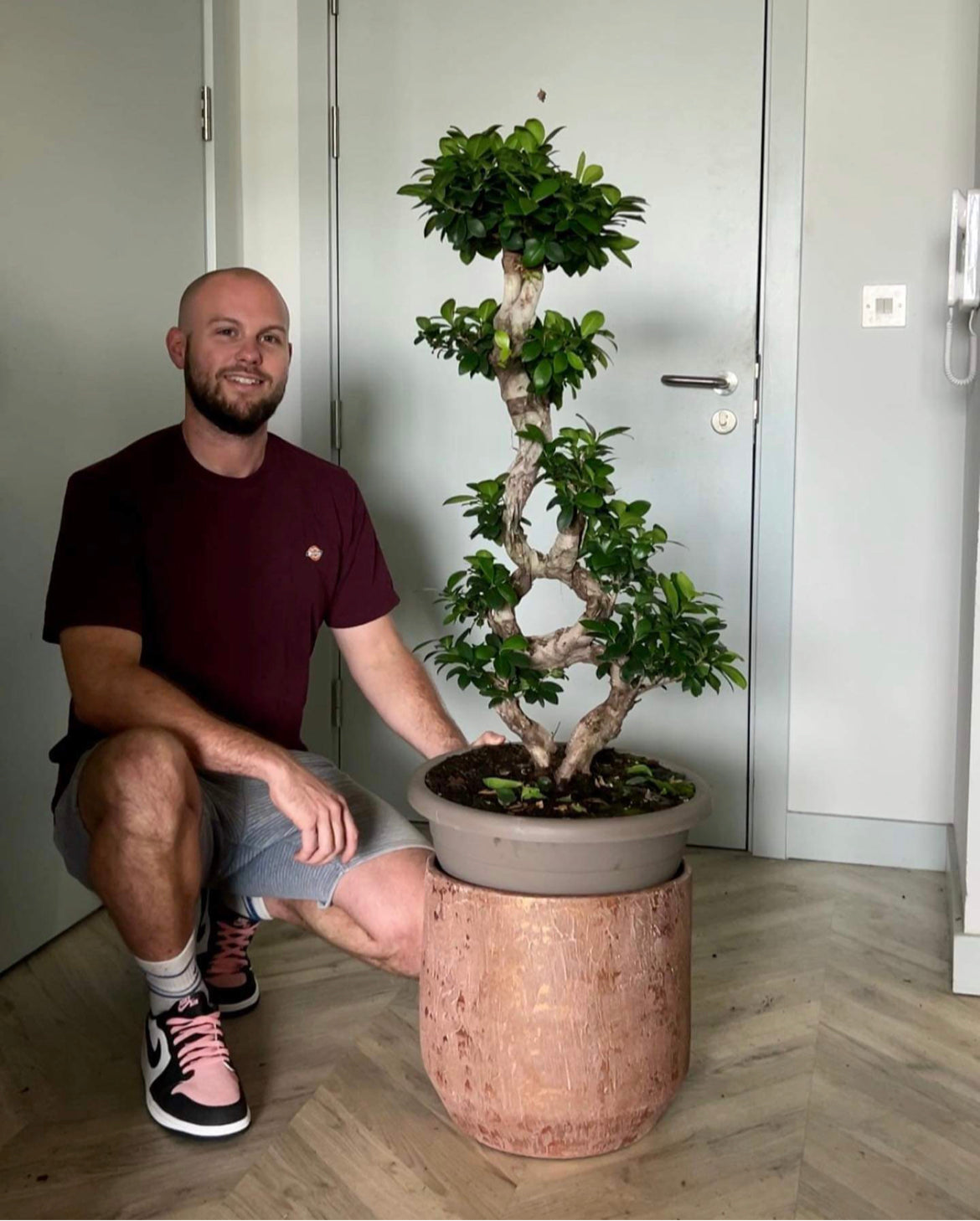 Giant Ficus Ginseng Bonsai Tree