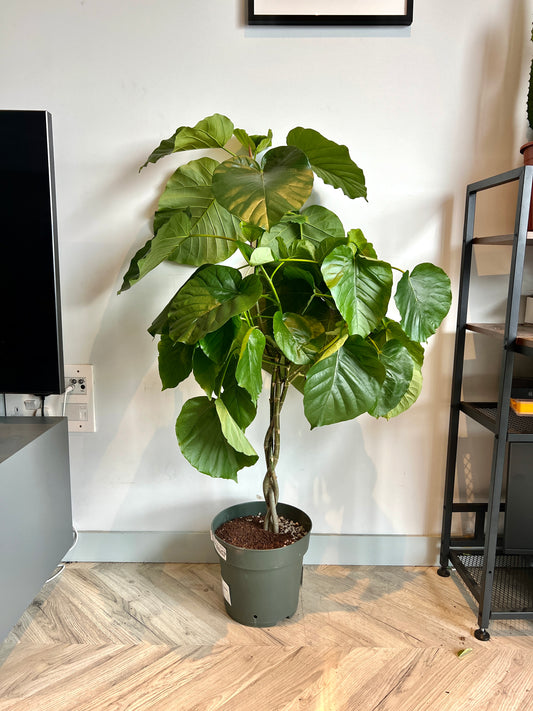 140cm Ficus Umbellata Tree