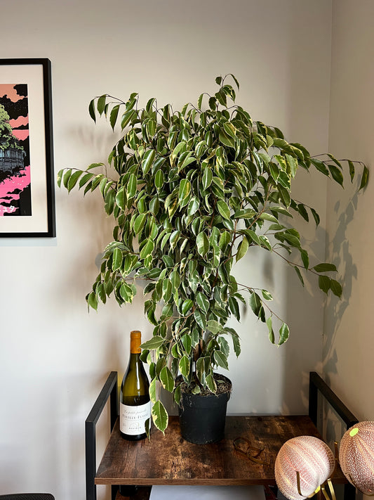 100cm Ficus Golden King