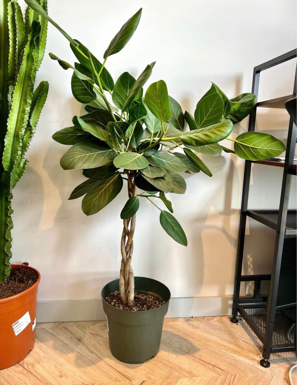 130cm Ficus Audrey Benghalensis