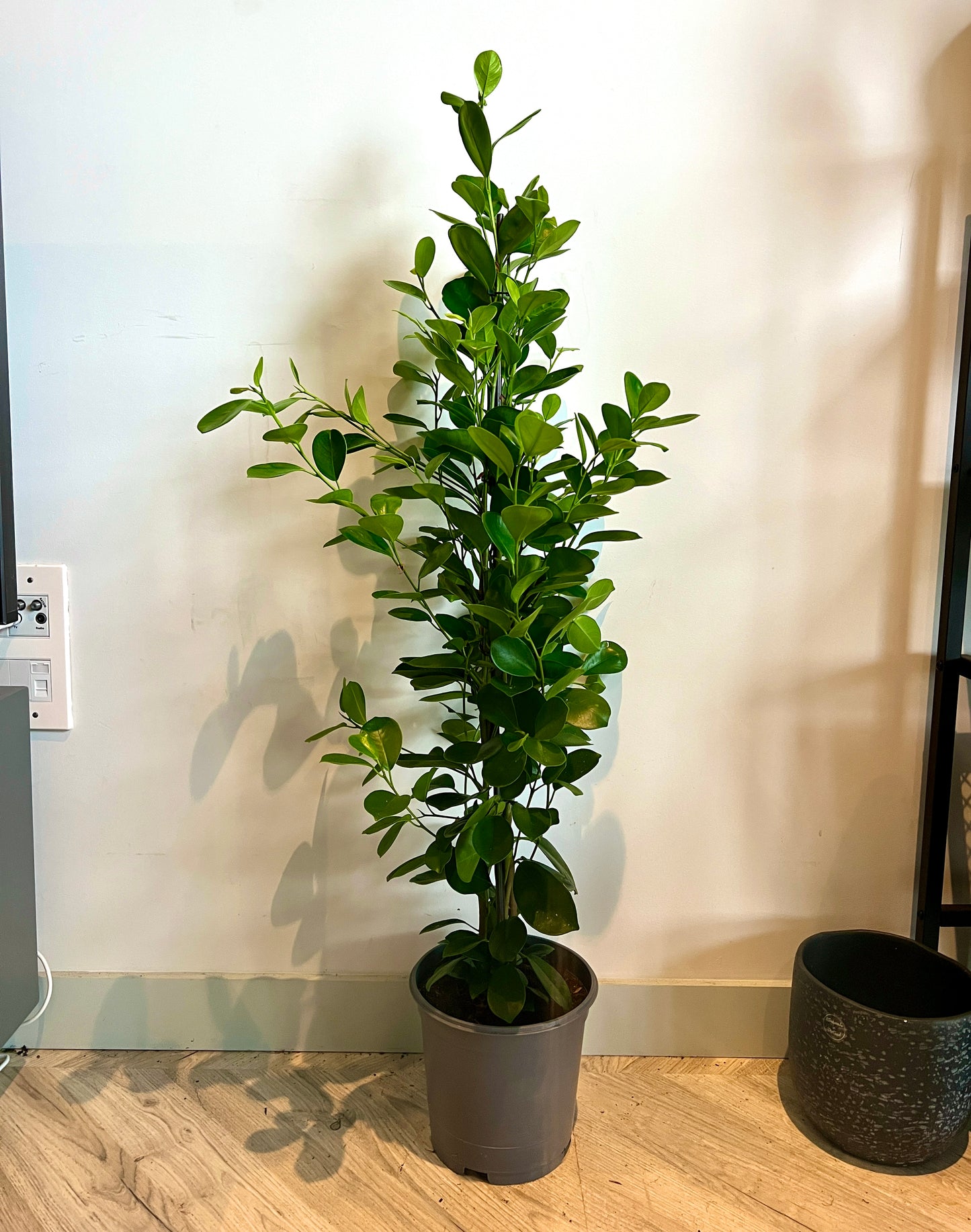 120cm Ficus Moclame