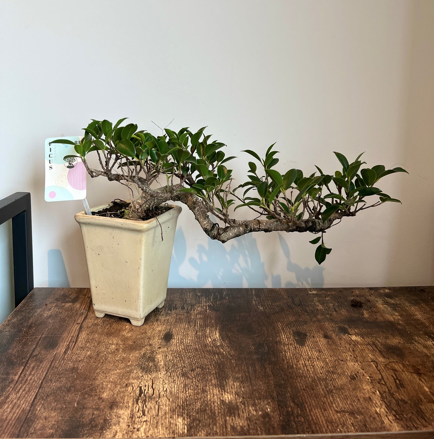 30cm Cascading Bonsai Ficus Retusa (Bonsai Tree)