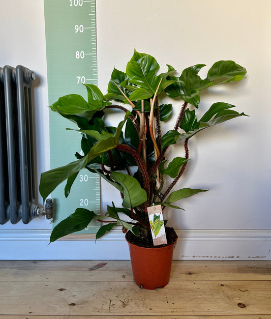 80cm Philodendron Squamiferum