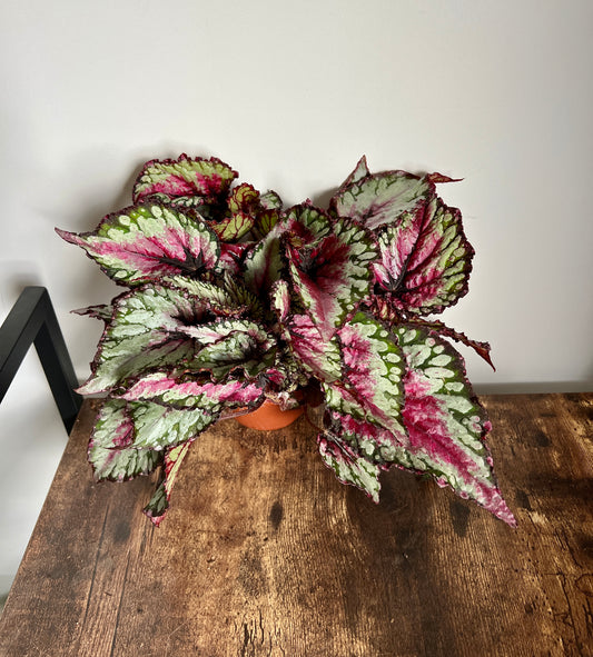 30cm Maui Sunset Begonia Magic Colour