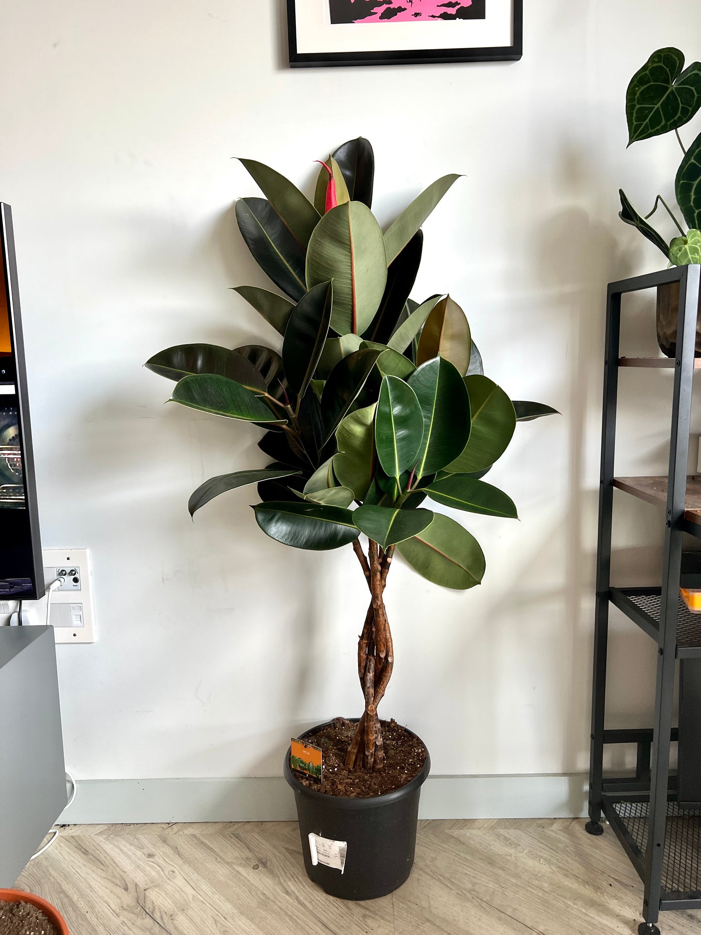 150cm Quadruple Twisted Stem Ficus Elastica (Rubber Plant)